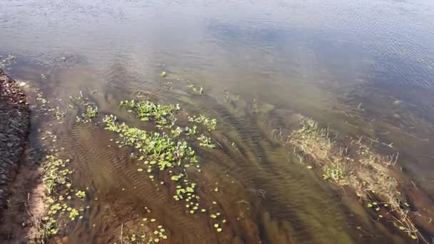 Corriente de agua clara con vegetacin tpica - Footage, Video