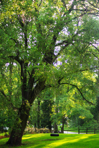 Balançoire suspendue à un beau grand arbre dans la lumière tamisée. - Photo, image