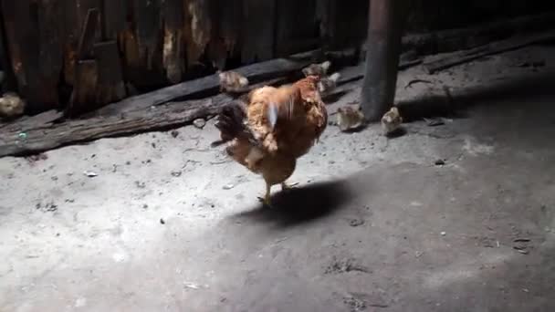 gallinas y polluelos criados en libertad deambulan libremente en el patio de la casa de sus dueos - Video