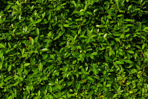 фон із зеленого листя, текстура природних стін.03
 - Фото, зображення