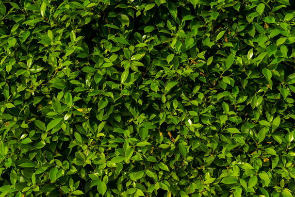 Green leaves background,the natural walls texture. - Photo, Image