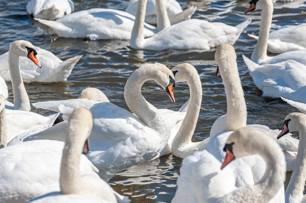 Una enorme bandada de cisnes mudos se reúnen en el lago. Creando una vista hermosa e increíble. Cygnus olor. - Foto, Imagen