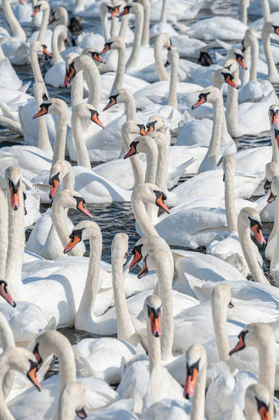 A huge flock of mute swans gather on lake. Creating a truly beautiful and amazing sight. Cygnus olor. - Photo, Image