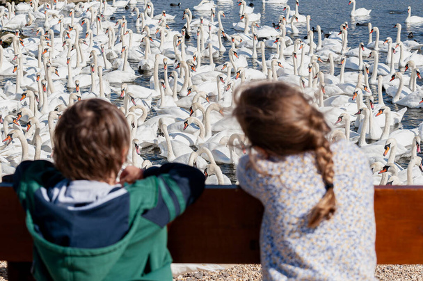 Los niños admiran una enorme bandada de cisnes mudos reunidos en el lago. Cygnus olor. - Foto, Imagen