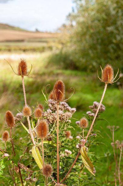 Koppen van gedroogde distel Wildbloemen met een wazige achtergrond. - Foto, afbeelding