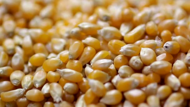Kleine kleine, trockene, gelbe Maiskörner, die übereinander fallen, um gebratenes Popcorn in Nahaufnahme zu machen - Filmmaterial, Video