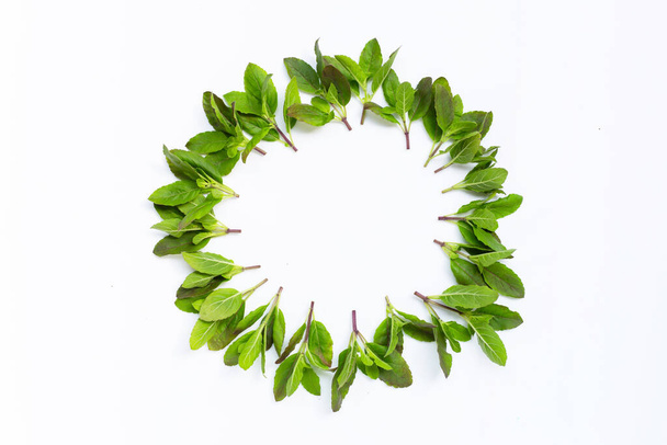 Marco circular hecho de hojas de albahaca sagrada sobre fondo blanco. Copiar espacio - Foto, Imagen