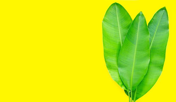 Heliconia hojas sobre fondo amarillo. Copiar espacio - Foto, Imagen