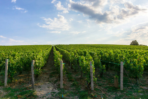 Řada vinných hroznů ve vinicích šampaňského na Montagne de reims, Remeš, Francie - Fotografie, Obrázek