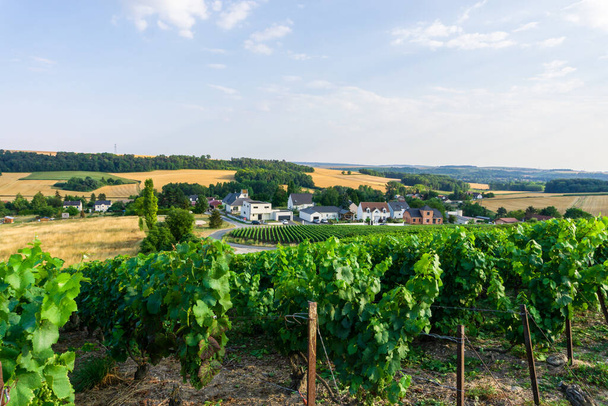 Reihenrebe in Champagnerweinbergen am montagne de reims, Reims, Frankreich - Foto, Bild