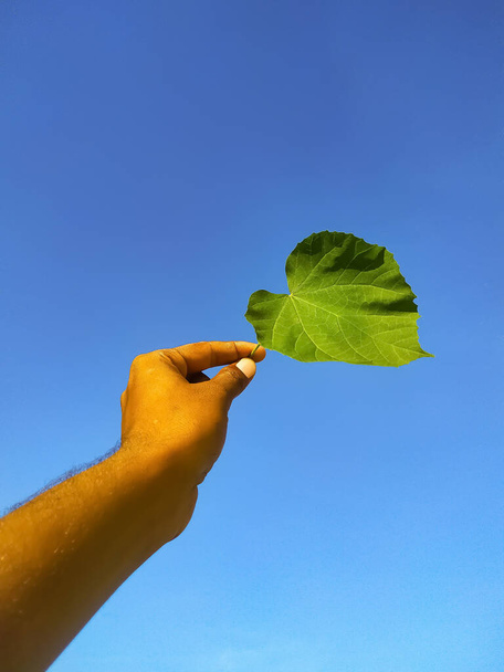Зеленый лист в руке на синем фоне - Фото, изображение