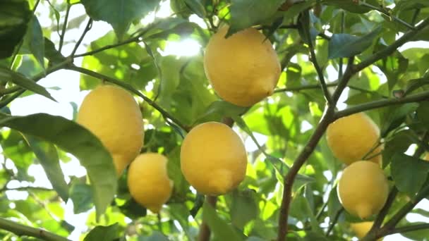 Деталь лимонного дерева с созревшими лимонами, готовыми к сбору и потреблению. - Кадры, видео