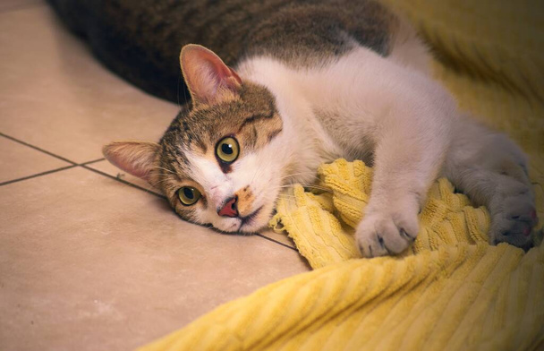 Upea, terve tabby kissa leikkii lattialla keltaisella pyyhkeellä. - Valokuva, kuva