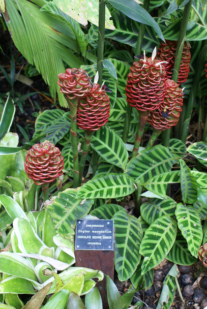 Zingiber macradenium o Chocolate Beehive Ginger en el jardín de la selva tropical, Queensland del Norte - Foto, imagen