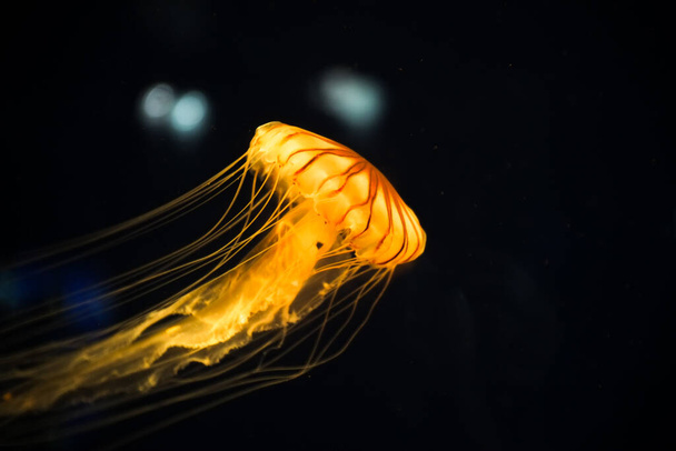 Красивая апельсиновая медуза или тихоокеанская крапива или хризаора суетятся, танцуя в темноте моря, светящиеся медузы с опасным ядом в естественных тропических подводных водах. - Фото, изображение