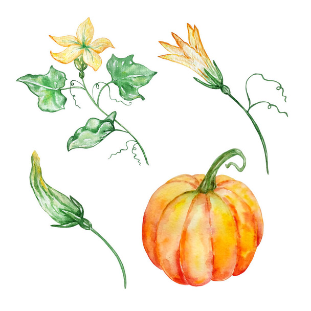 akvarel ilustrační sada samostatných obrázků oranžová dýně a tři větve se žlutými květy a pupeny a zelené listy - Fotografie, Obrázek