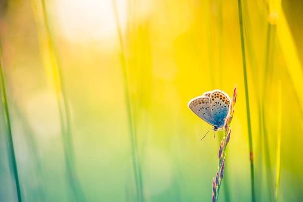 Natuur achtergrond concept. Mooie zomerweide achtergrond. Inspirerende natuur close-up. Droom lente zonsondergang op de natuur en fladderende vlinder op zachte groene achtergrond, macro. Lente sjabloon, elegant artistiek beeld, vrije ruimte - Foto, afbeelding