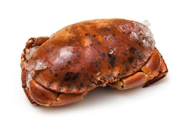 Brown crab - Фото, изображение