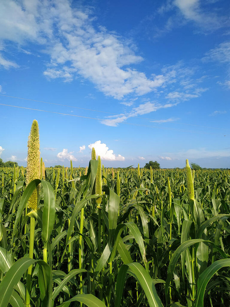 Growing millet plants on blue sky background with white clouds - Photo, Image
