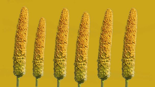 Six ears of millet on yellow background - Photo, Image