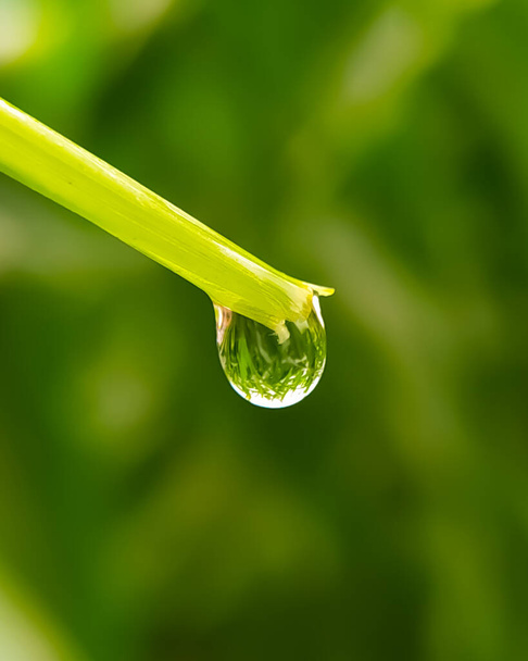 Water drop on a green wood - Photo, Image