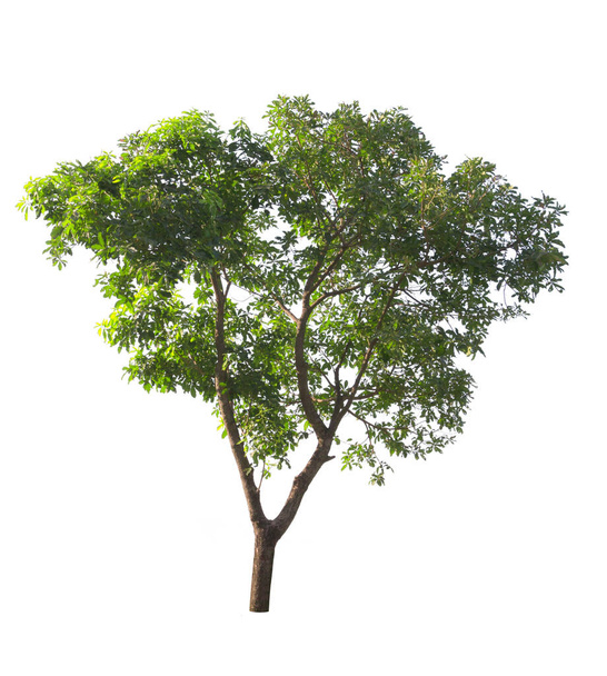 зеленое дерево на белом фоне - Фото, изображение