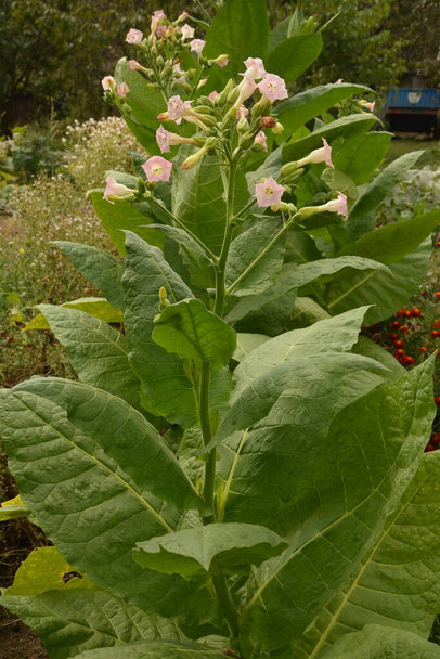 Tabaksplantage met rijpende bladeren en bloeiende bloemen in een boerderij.Tabaksplantenbloesem. - Foto, afbeelding