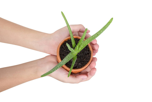 Ruční držení Aloe vera je bylina v hrnci, izolované na bílém pozadí, ořezávání cesta, horní pohled - Fotografie, Obrázek