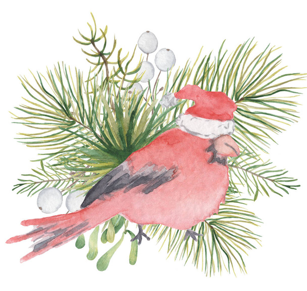 Watercolor Christmas red cardinal bird with pine tree branches illustration - Foto, imagen