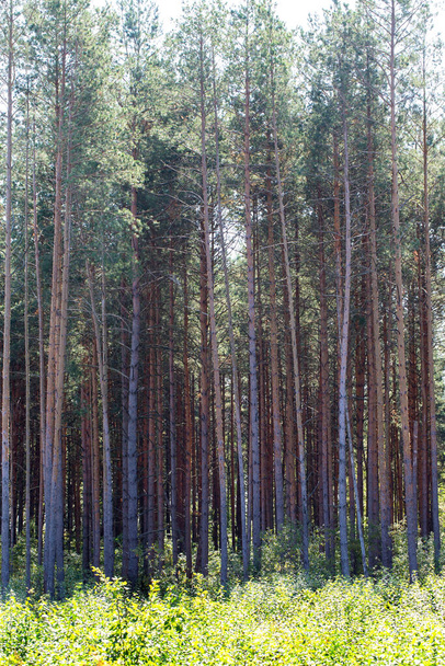 Vertically background pine forest.Field and meadow grasses. - Photo, Image