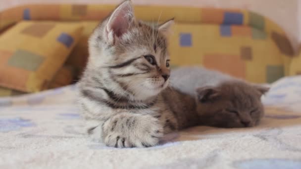 Ένα μικρό βρετανικό γατάκι αποκοιμιέται στο κρεβάτι - Πλάνα, βίντεο