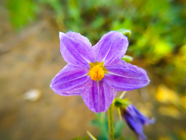 Hermosas flores que florecen en verano - Foto, imagen