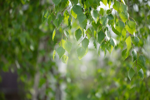 Nyírfaágak a nap által megvilágított levelekkel. Zöld virágos háttér. - Fotó, kép