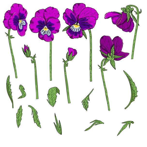 Handgezeichnete Stiefmütterchen Blumen Cliparts. - Vektor, Bild
