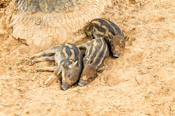 Wild boar. Vietnam Phu Quoc island - Photo, Image