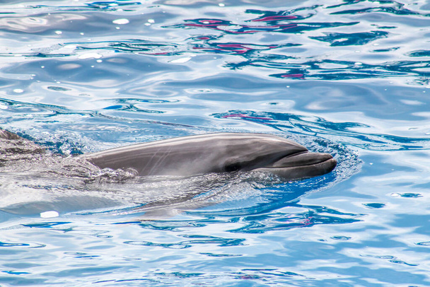 Dolphin. Vietnam Phu Quoc island - Photo, Image