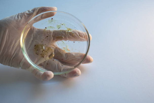 Research of viruses and bacteria, researcher holds a Petri dish with a sample. - 写真・画像