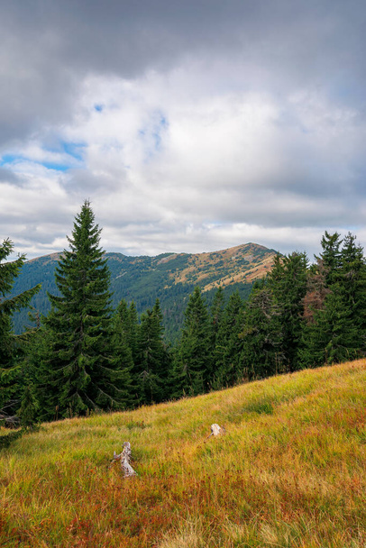 bosque de abetos en el prado de la ladera. hermoso paisaje de montaña en la temporada de otoño. cresta alta en la distancia. tiempo lluvioso con cielo nublado - Foto, imagen