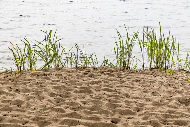 Green grass on a sandy beach - Zdjęcie, obraz