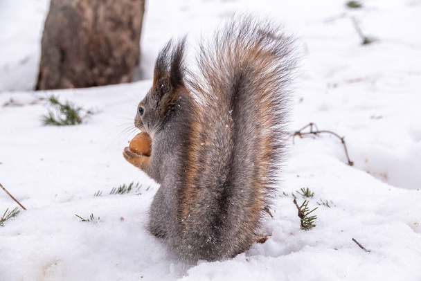 A rear view of a squirrel in grey winter coat against the snow background. The magnificent tail of a squirrel. Eurasian red squirrel, Sciurus vulgaris - Fotografie, Obrázek