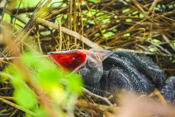 Baby kraai ligt in het nest en broedend op hun moeder te wachten voor voedsel. pasgeboren kraai / corvus op kraaiennest top van de boom. Vogels broeden thuis, Baby vogel op jacht. - Foto, afbeelding