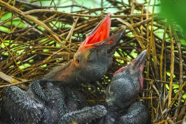 Το μικρό κοράκι είναι ξαπλωμένο στη φωλιά και περιμένει τη μητέρα του για φαγητό. νεογέννητο κοράκι / κόρβο στην κορυφή της φωλιάς κορακιού του δέντρου. Πουλιά που αναπαράγονται στο σπίτι, πουλάκια που κυνηγούν. - Φωτογραφία, εικόνα