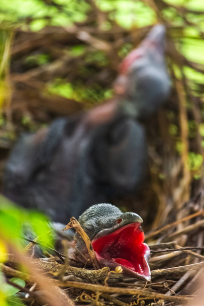 Baby crow is lying in the nest and hatching waiting for their mother for food. new born crow / corvus on crow nest top of the tree. Birds breeding at home, Baby bird on the hunt. - Photo, Image