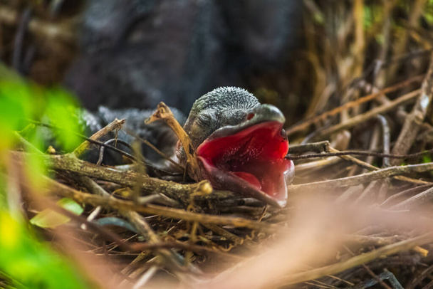 Kruk leży w gnieździe i wylęga się czekając na matkę. nowo narodzony kruk / corvus na czubku gniazda wrony na drzewie. Hodowla ptaków w domu, Ptaszek na polowaniu. - Zdjęcie, obraz