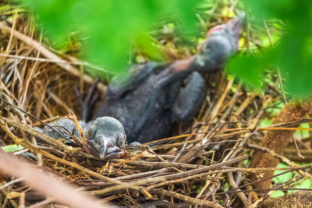 Baby crow is lying in the nest and hatching waiting for their mother for food. new born crow / corvus on crow nest top of the tree. Birds breeding at home, Baby bird on the hunt. - Photo, Image