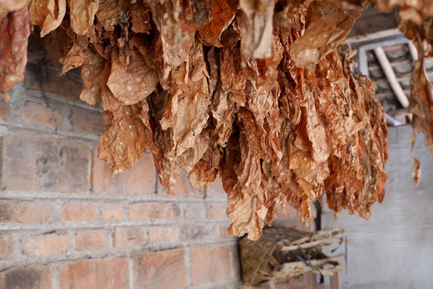 乾燥したタバコの葉はレンガの壁の背景と並んでいます。 - 写真・画像