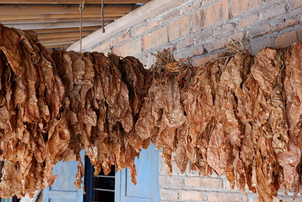 Las hojas secas de tabaco están alineadas, con un fondo de pared de ladrillo - Foto, imagen