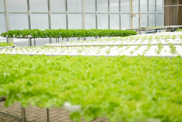 овощи салата, выращиваемые в питомнике растений на гидропонике. пищевая и сельскохозяйственная промышленность - Фото, изображение