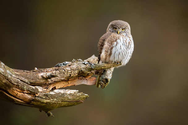 Concentrated little eurasian pygmy owl hunting from the lichen-covered old twig - 写真・画像
