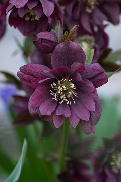 Helleborus double ellen квітка. Геллебор росте в саду. Hellebore Double Ellen Purple - Фото, зображення